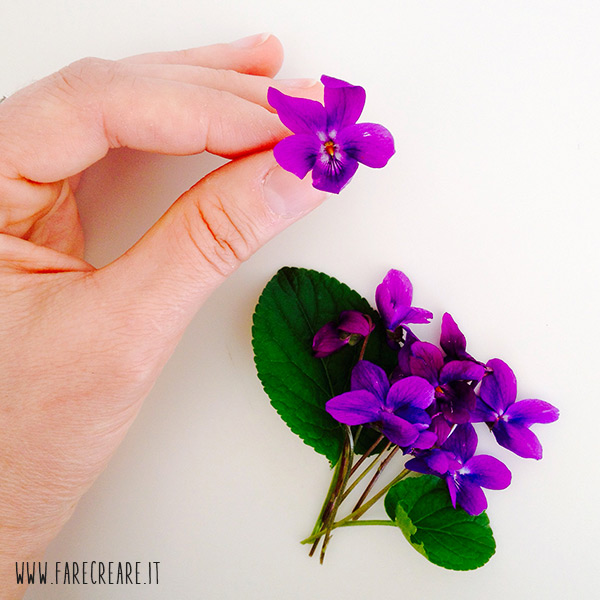 immagine stilllife di fiore violetta.